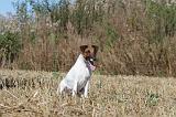 FOX TERRIER POIL LISSE 018